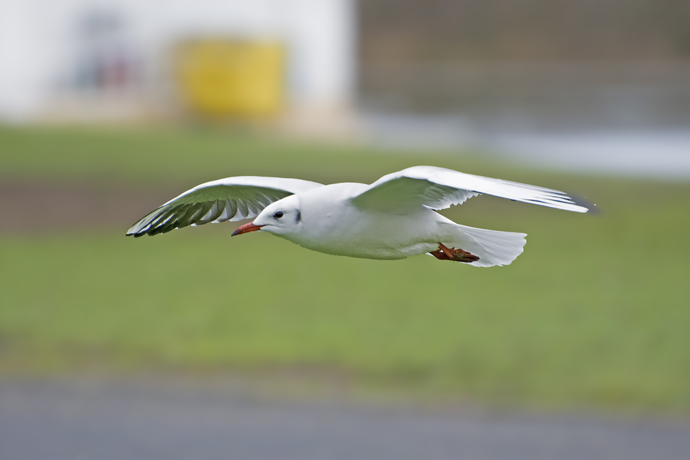 DSC_5201.jpg