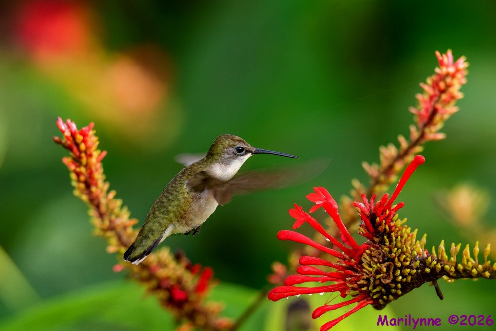 DSC_5203 copy_001.JPG