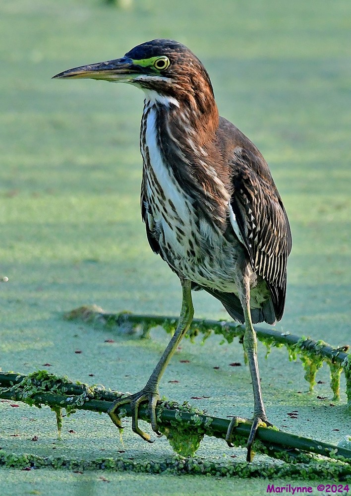 DSC_5203_001.JPG