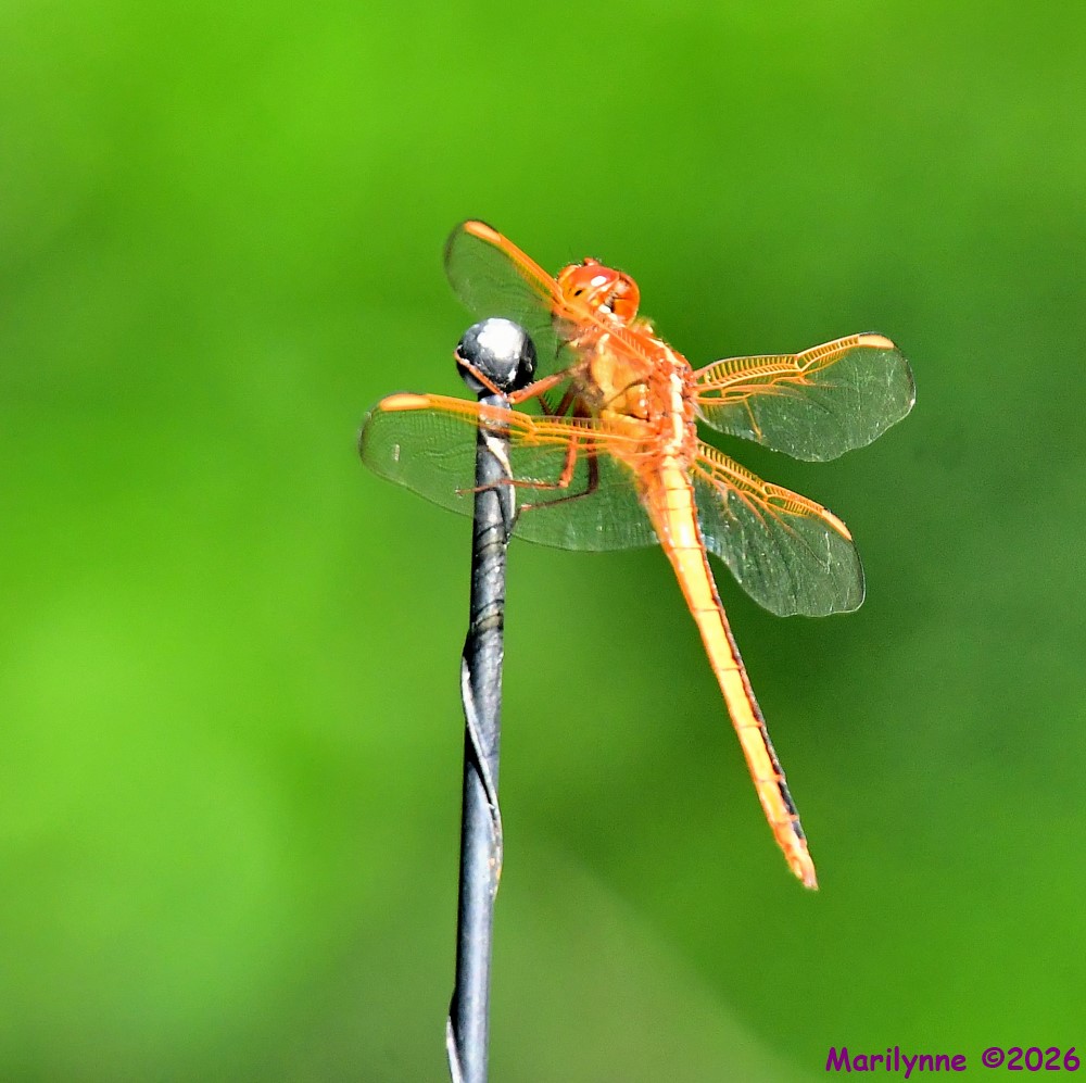 DSC_5203_001.JPG