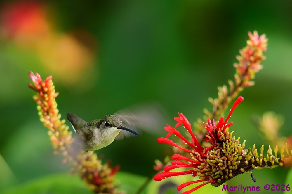 DSC_5204 copy_001.JPG