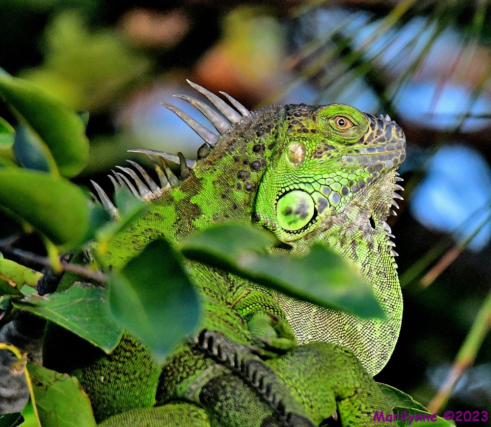 DSC_5204_001.JPG
