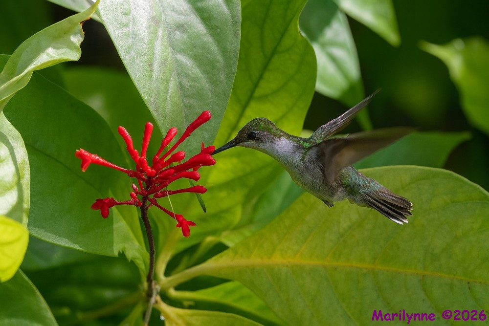 DSC_5205 copy_001.JPG