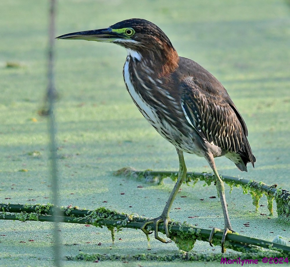 DSC_5205_001.JPG