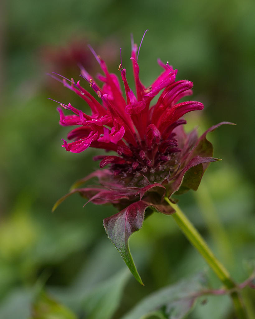 DSC_5207.jpg