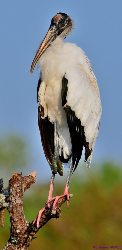DSC_5207_001.JPG