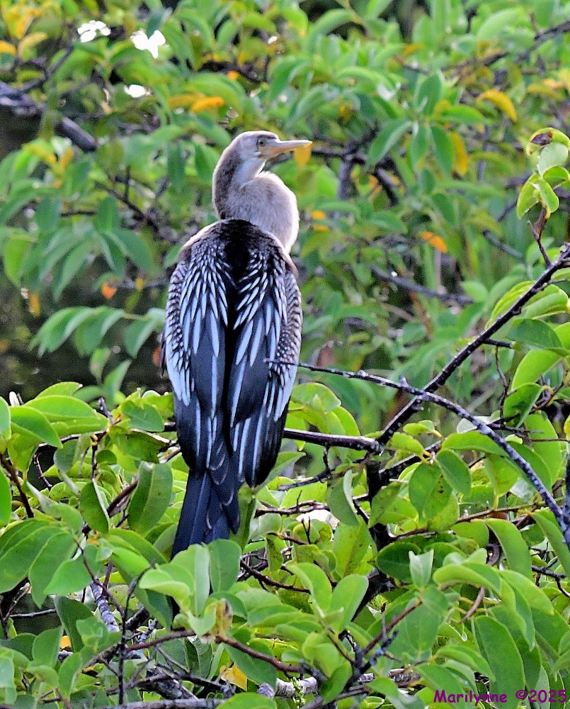 DSC_5207_001.JPG