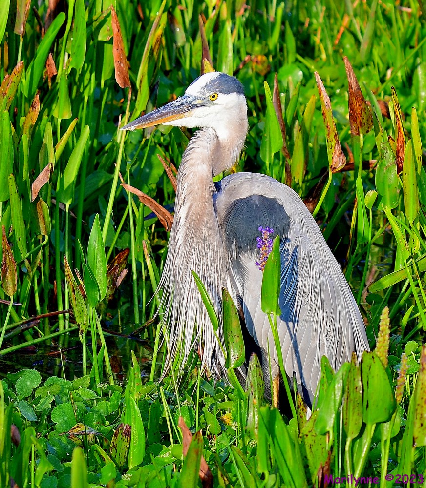 DSC_5210_001.JPG
