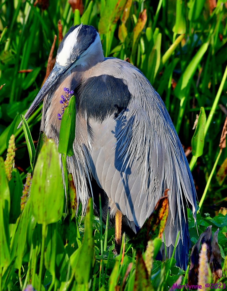 DSC_5213_001.JPG