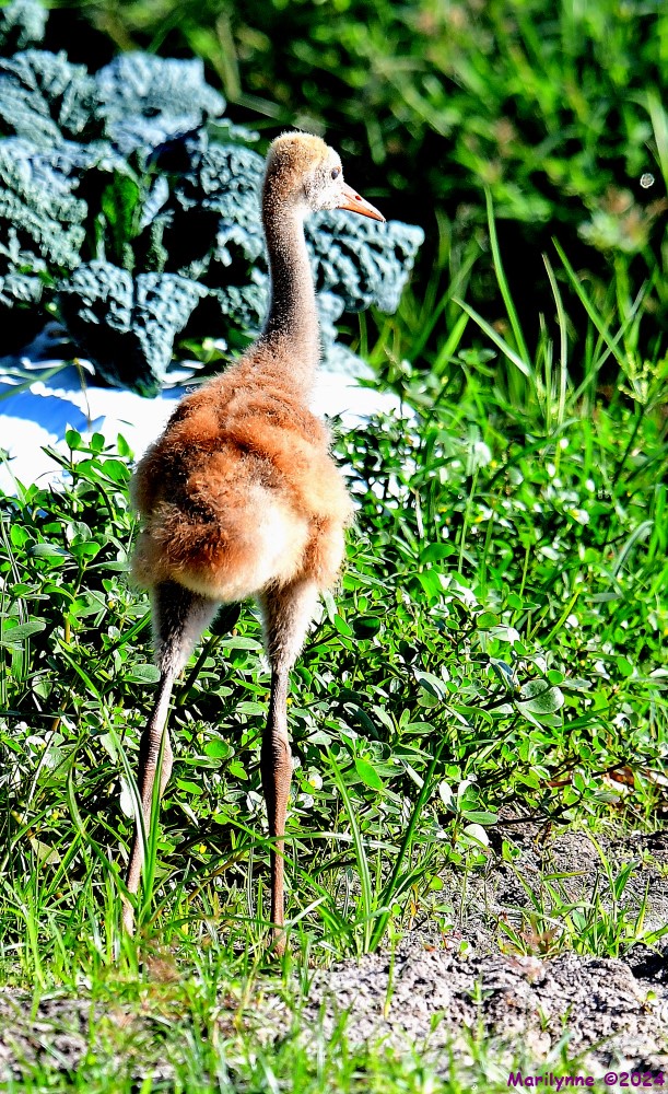 DSC_5213_001.JPG