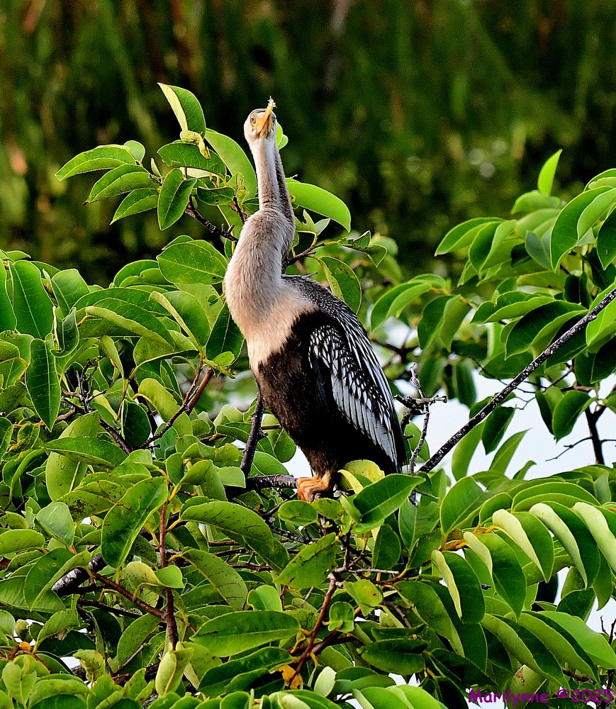 DSC_5213_001.JPG