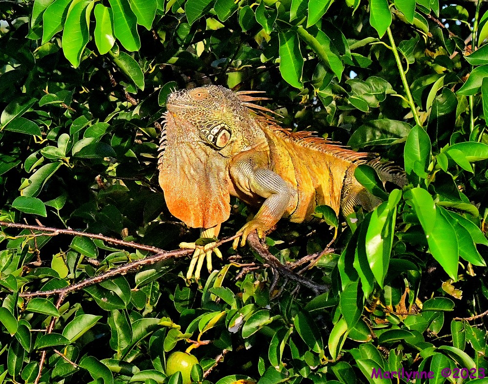 DSC_5216_001.JPG