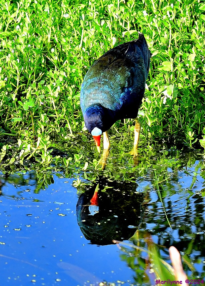 DSC_5216_001.JPG