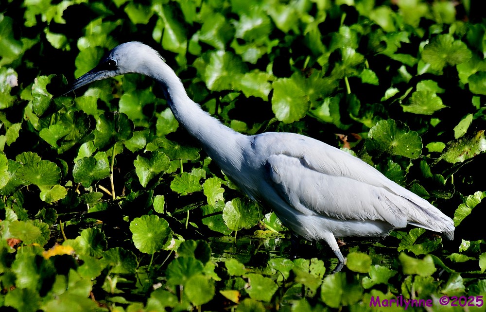 DSC_5217_001.JPG