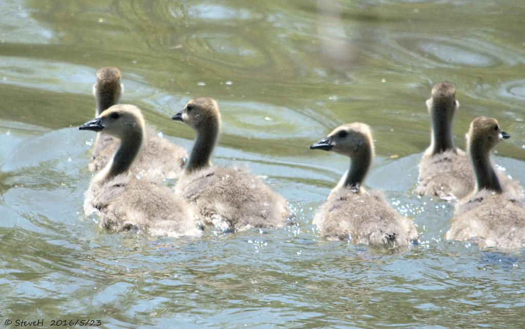 DSC_5218.jpg
