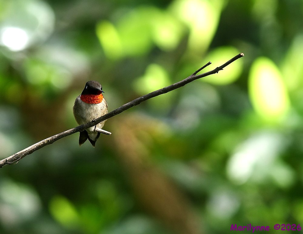 DSC_5221 copy_001.JPG