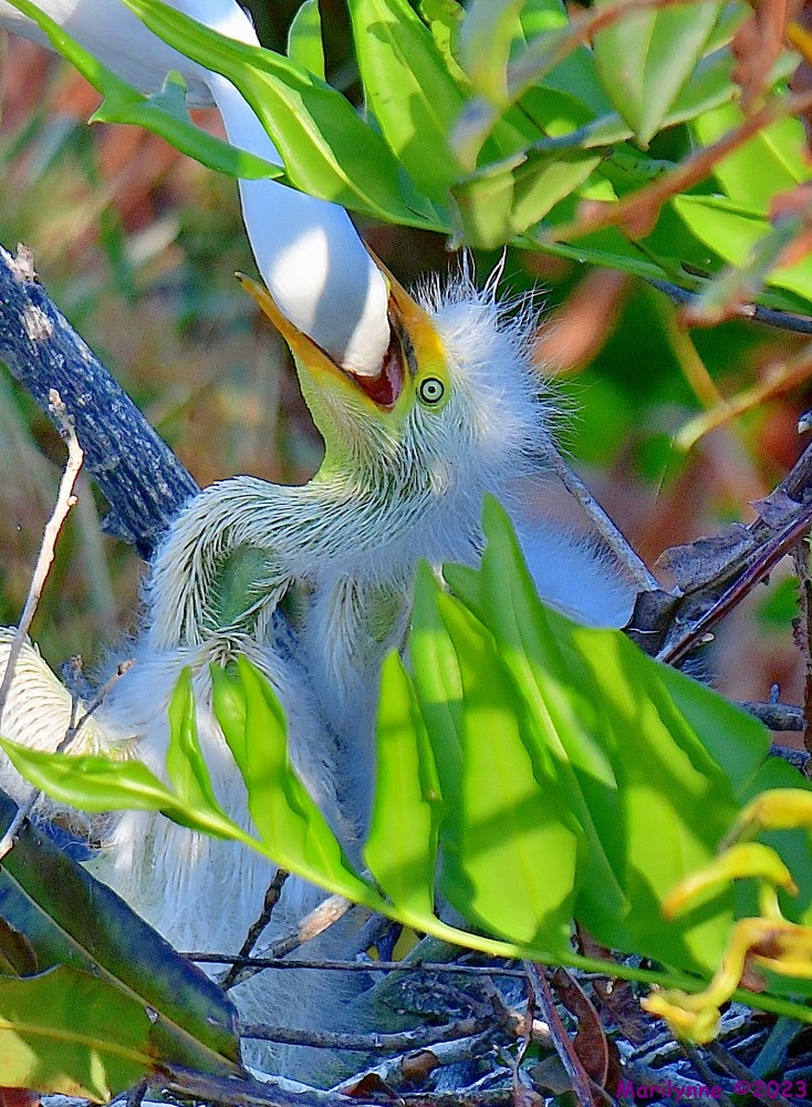 DSC_5222_001.JPG
