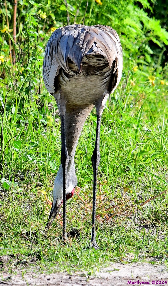 DSC_5222_001.JPG