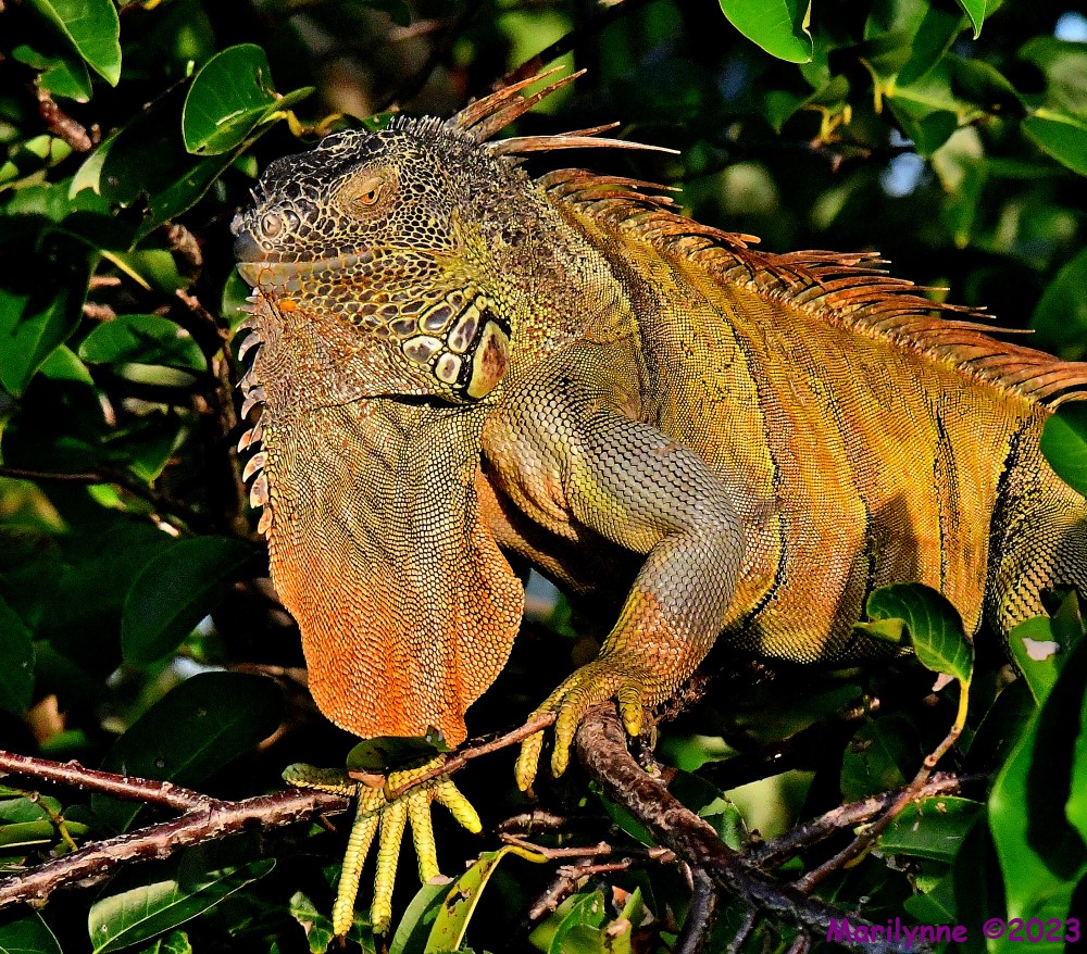 DSC_5223_001.JPG