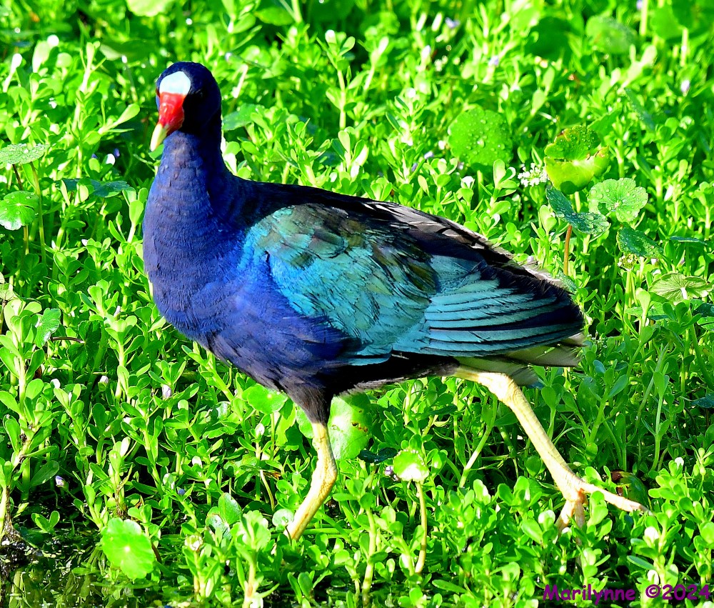 DSC_5223_001.JPG
