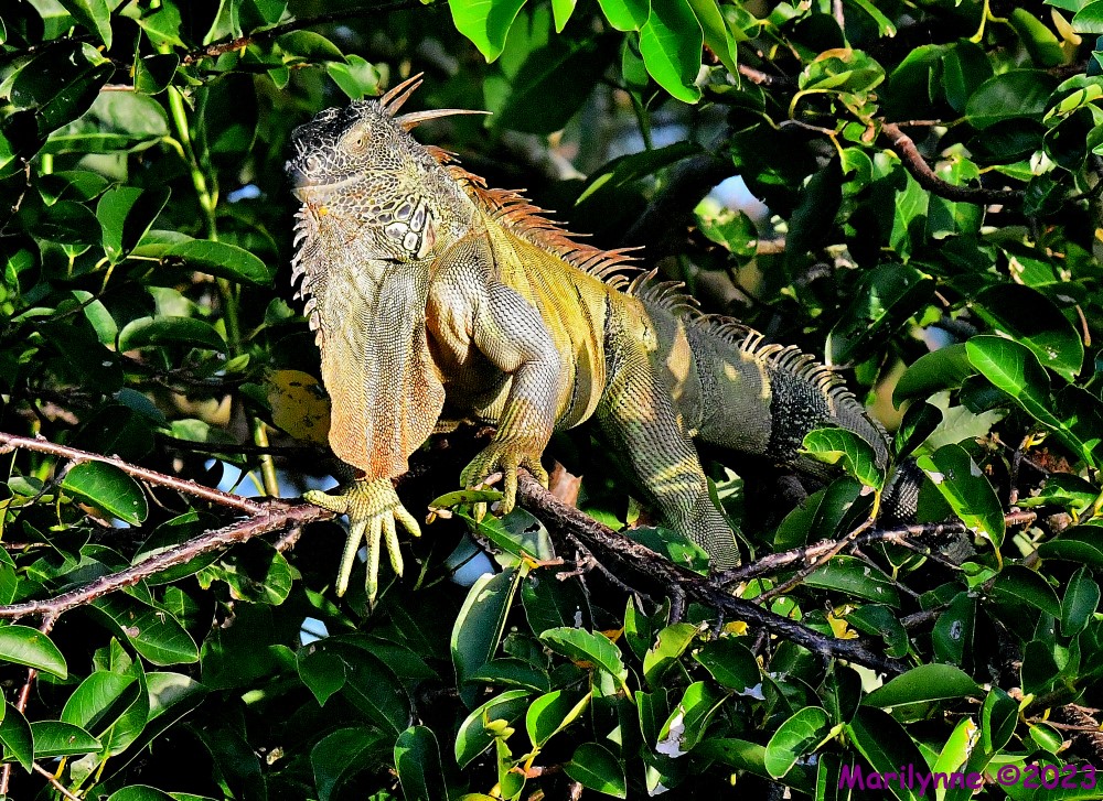 DSC_5224_001.JPG