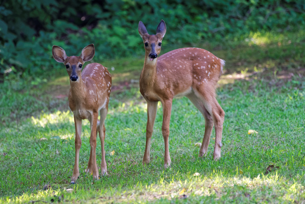 DSC_5225_DxO.jpg