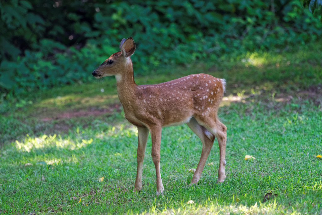 DSC_5230_DxO.jpg