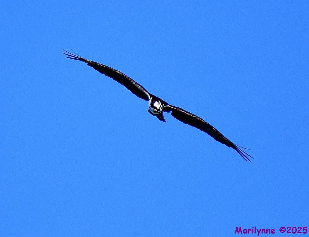 DSC_5231_001.JPG