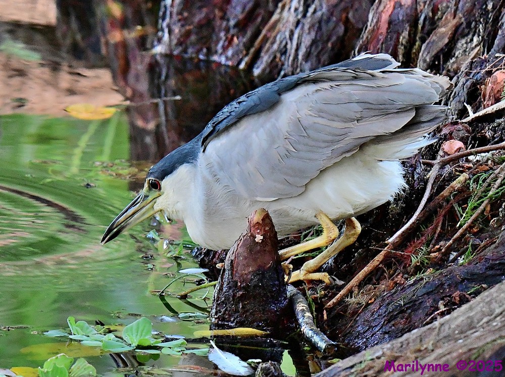 DSC_5231_001.JPG