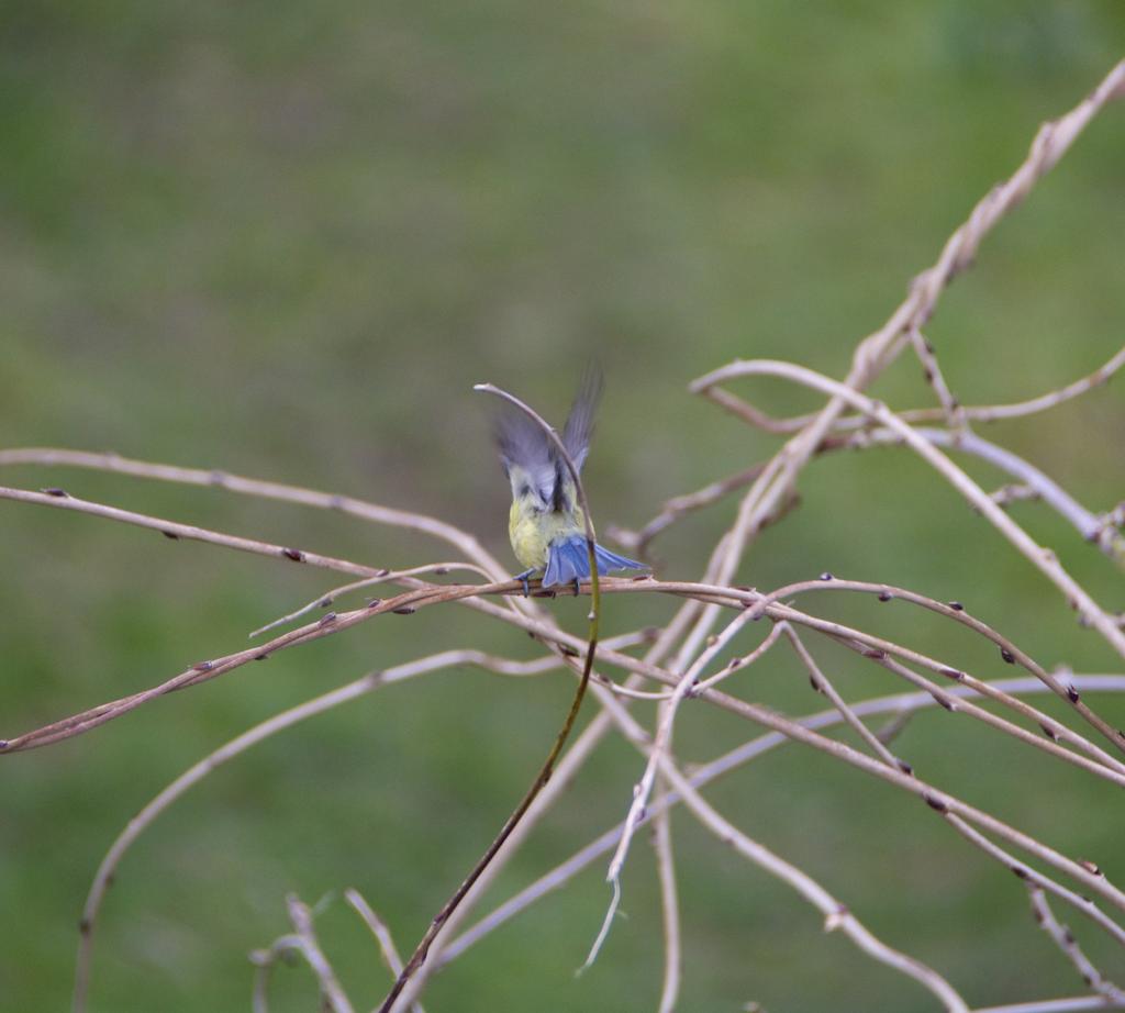 DSC_5232.jpg
