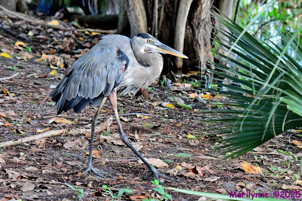 DSC_5236_001.JPG