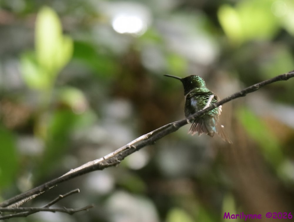 DSC_5237 copy_001.JPG