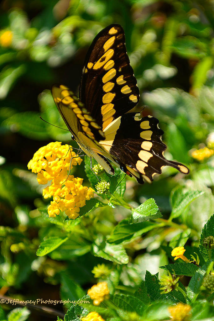 DSC_5237.jpg