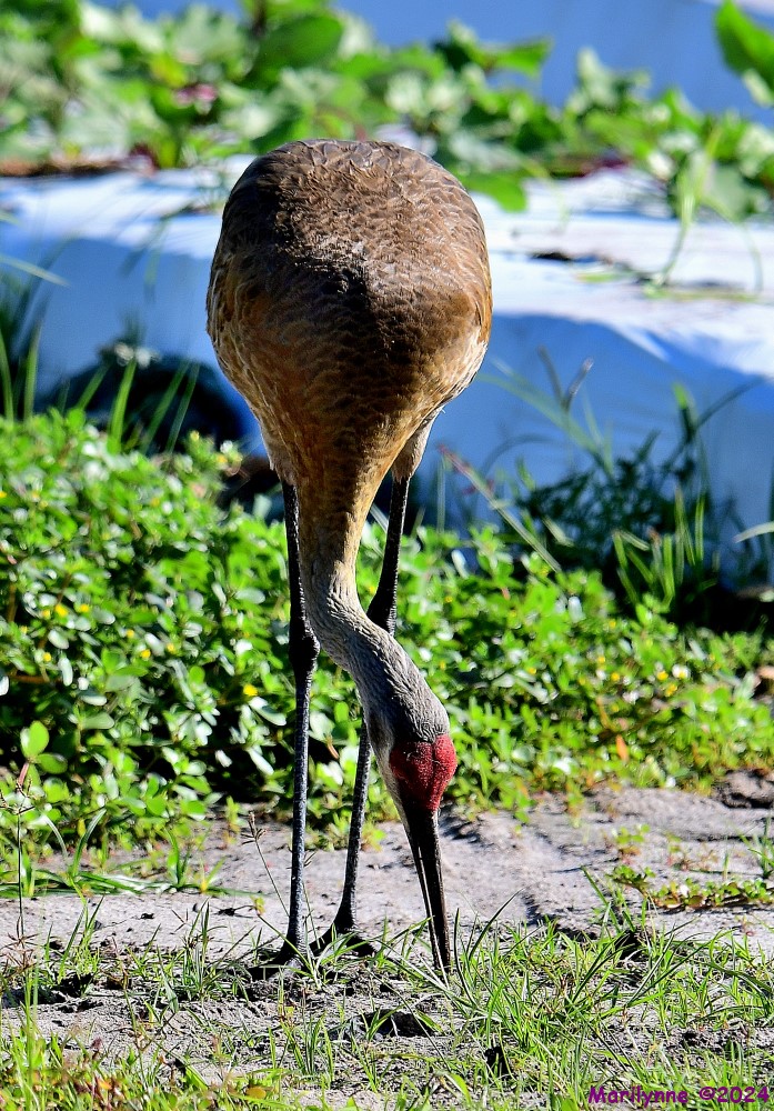 DSC_5238_001.JPG