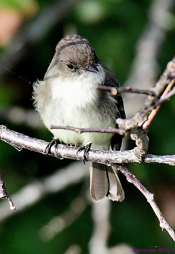 DSC_5239_001.JPG