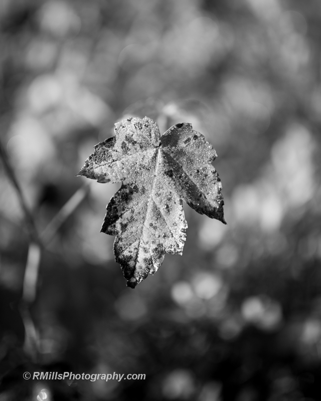 DSC_5240_8012-2.jpg