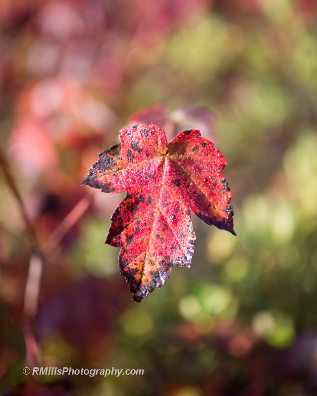 DSC_5240_8012-4.jpg