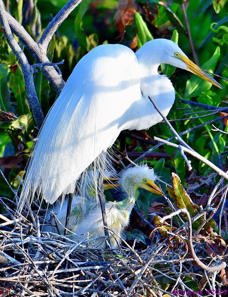 DSC_5242_001.JPG