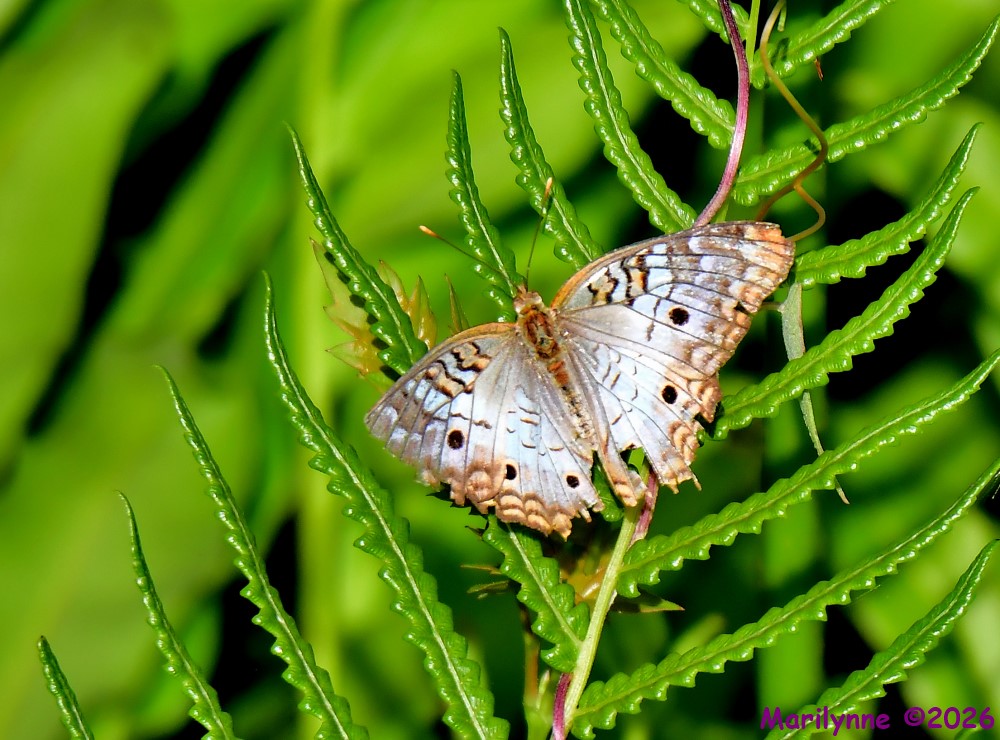DSC_5242_001.JPG