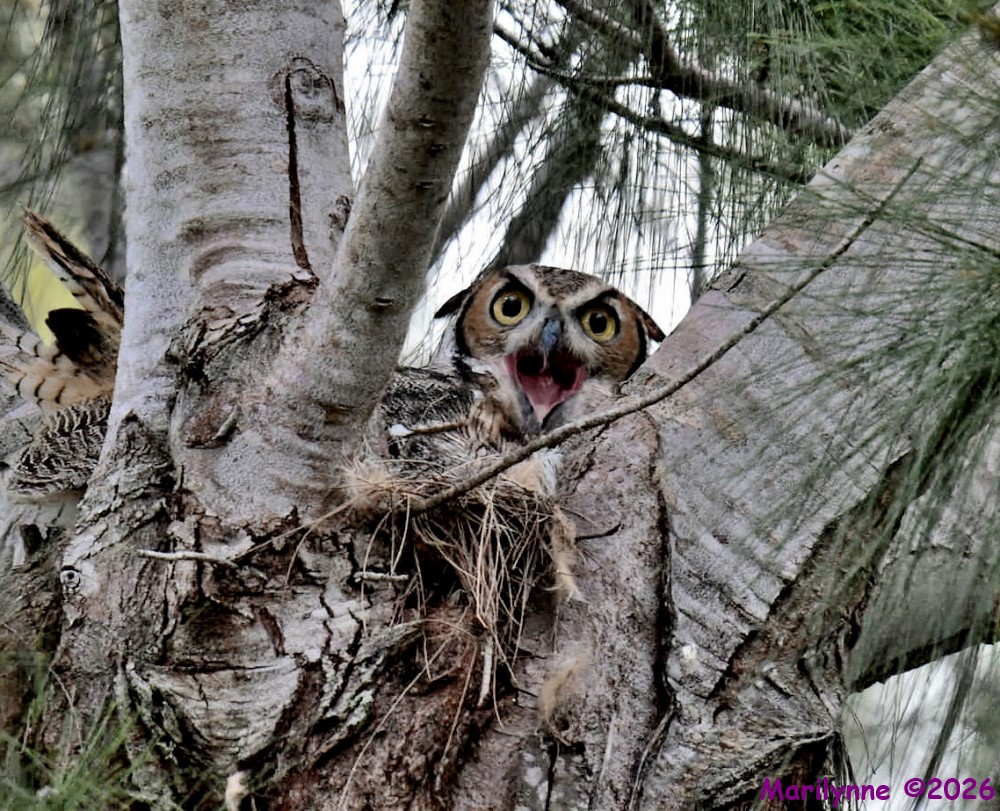 DSC_5244 copy_001.JPG