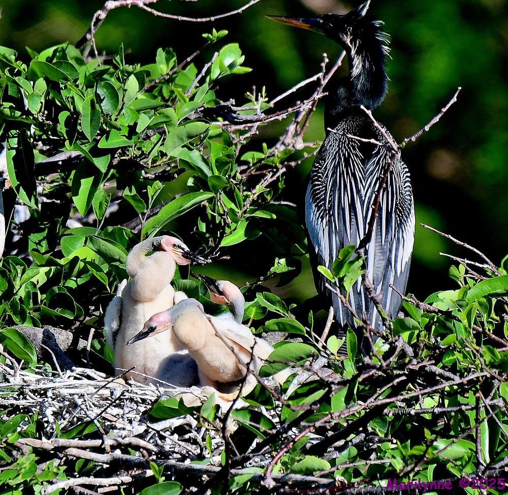 DSC_5244_001.JPG
