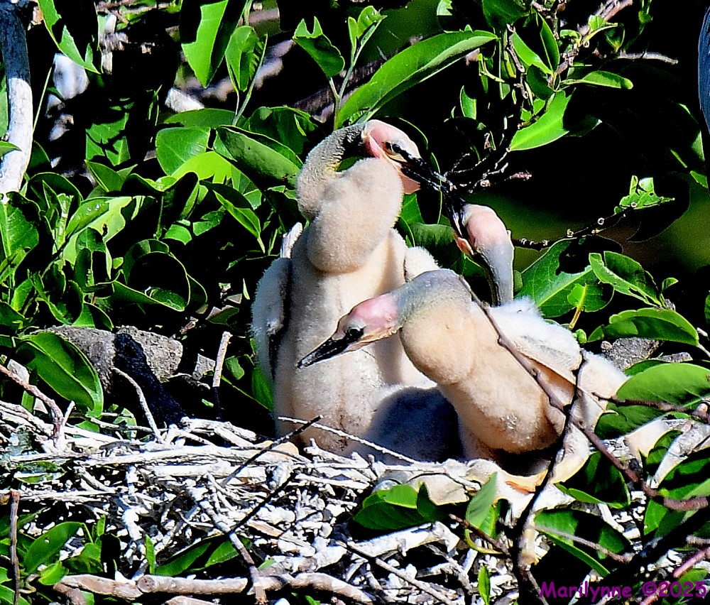 DSC_5245_001.JPG