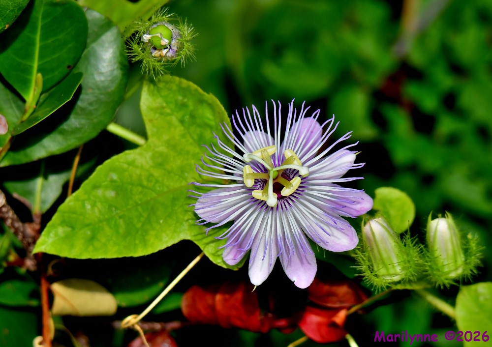 DSC_5246_001.JPG