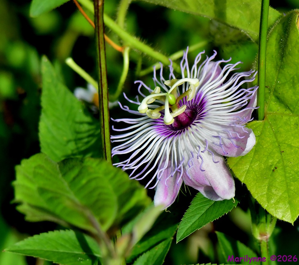 DSC_5247_001.JPG