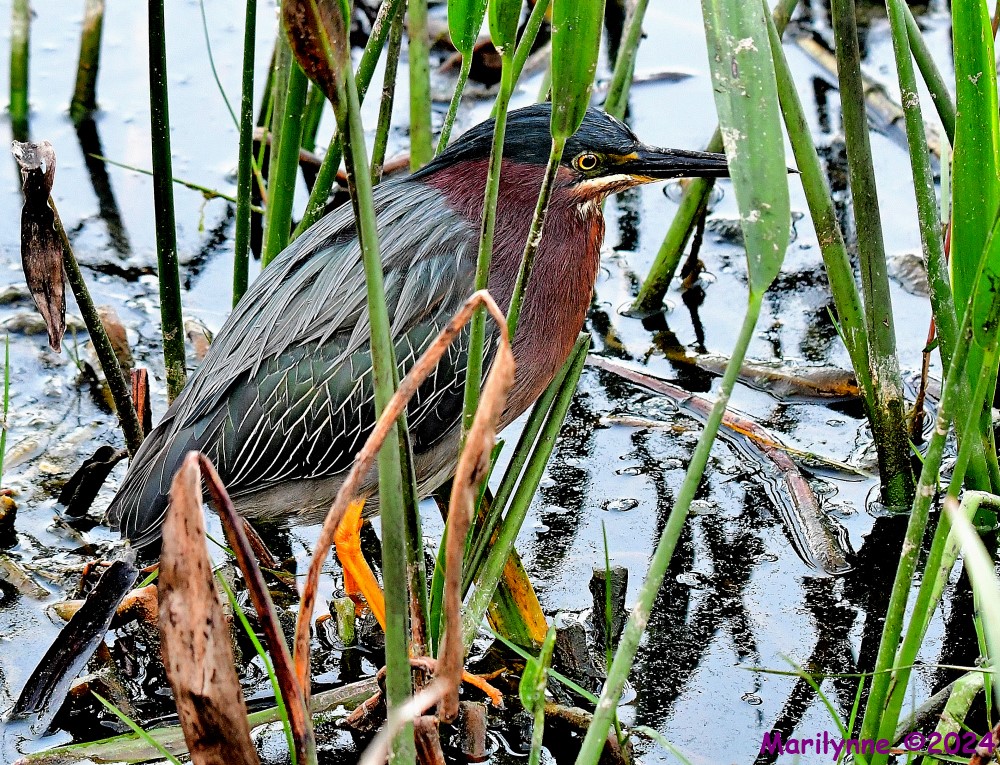 DSC_5248_001.JPG
