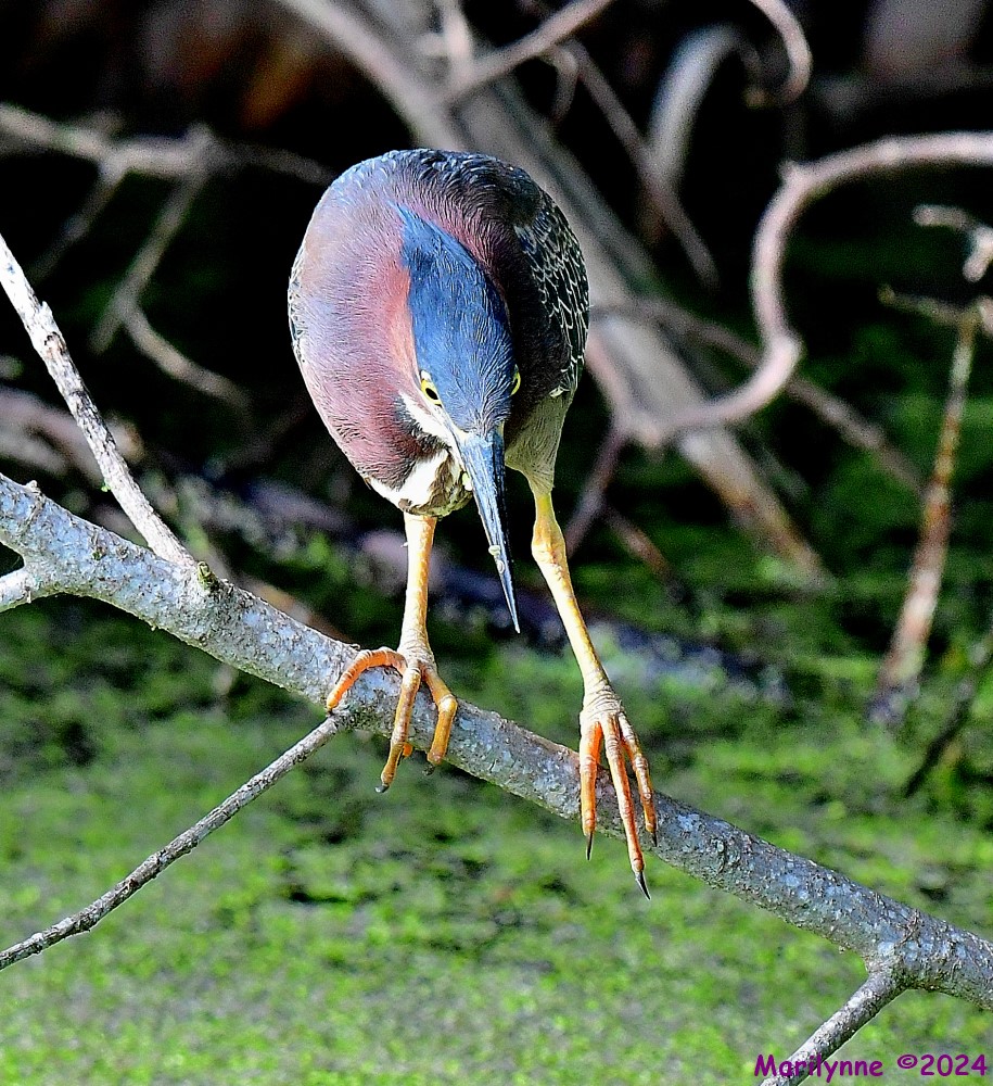 DSC_5248_001.JPG
