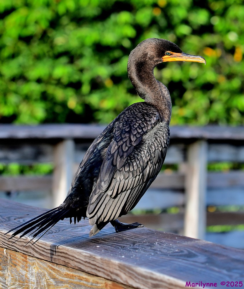 DSC_5249_001.JPG