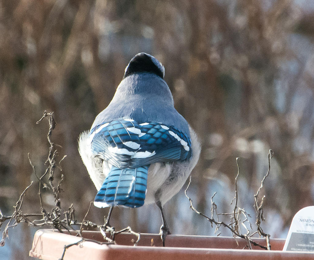 DSC_5250.jpg