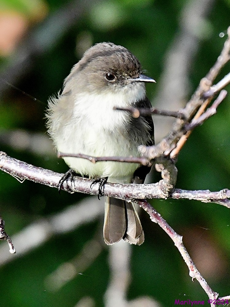 DSC_5250_001.JPG