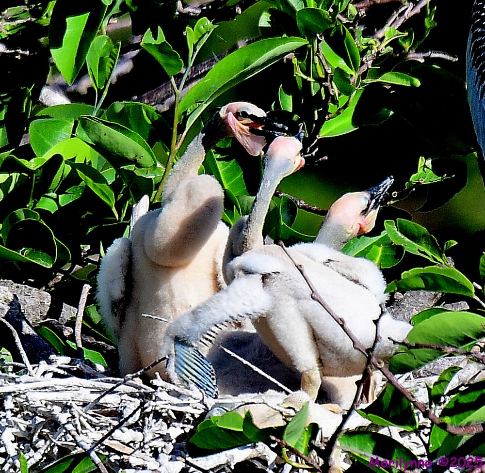 DSC_5251_001.JPG